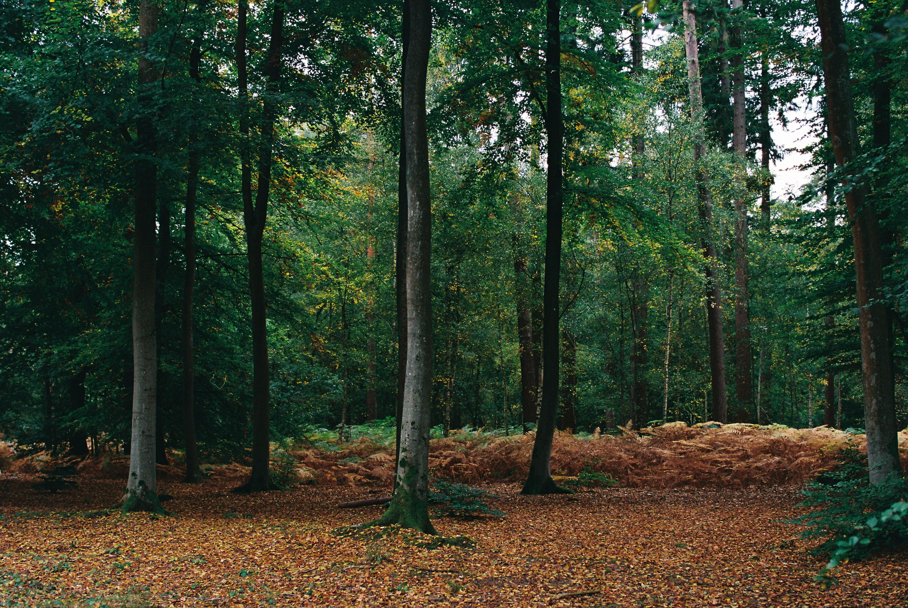 Ruhiger Waldweg mit hohen Bäumen - Naturnahe Beratung und nachhaltige Lösungen